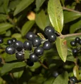 Schwarzgrüner Liguster 125-150cm - Ligustrum vulgare