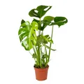 Bloomique - Monstera Deliciosa - Fensterblatt - Zimmerpflanzen - Pflegeleicht -