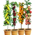 BALDUR Garten 4er-Set Säulenobst 'Naschgarten', Set bestehend aus Birne, Süß-Kirsche, Aprikose & Apfel, platzsparendes, schlank wachsendes Säul...