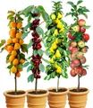 BALDUR Garten Obstpflanze 4er Säulenobst-Set 'Naschgarten', 4 St., Birne, Apfel, Süß-Kirsche, Aprikose, schlanker Wuchs