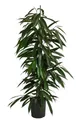 Dehner Zimmerpflanze Birkenfeige, Ficus binnendijkii Amstel King, Hydrokultur, ca. 120 cm, längliche Blätter, luftreinigend