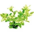 Dennerle Plants Aquariumpflanze Hygrophila Polysperma Sunset