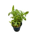 Hygrophila polysperma 'Sunset' - Topf Aquarienpflanze Hintergrund Dennerle 221