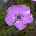 Alpen Nelke - Dianthus alpinus - lebende Gartenpflanze aus den Baumschulen