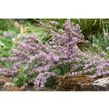 Cytisus Purpureus Purpur-Ginster 20-30 cm