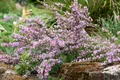 Pflanzen für Dich Gehölze Cytisus purpureus, 1 St., Purpur-Ginster, Niederliegender Zwergginster, Purpur-Zwergginster