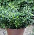 Japanischer Spindelstrauch Green Spire 30-40cm - Euonymus japonicus
