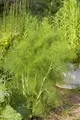 Pflanzen für Dich Staude Foeniculum vulgare, 1 St., Fenchel, Gewürzfenchel, Süßfenchel