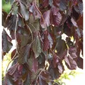 Hochstamm Trauer Blutbuche Purple Fountain 80-100cm - Fagus sylvatica