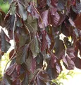 Hochstamm Trauer Blutbuche Purple Fountain 80-100cm - Fagus sylvatica
