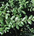 Japanischer Stechpalme Caroline Upright 30-40cm - ilex crenata - lebende Gartenpflanze aus den Baumschulen