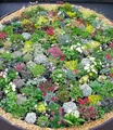 BALDUR Garten 8er Steingarten-Stauden-Mix, Pflanzen im 9x9 cm-Topf, winterhart, Grasnelke, Glockenblumen und attraktive Sedum-Arten, winterharte Stauden, trockenresistent