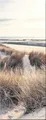 artissimo Glasbild 30x80 cm Bild Strand Dünengräser AG1893A – Meerbild aus Glas, maritimes Wandbild hochkant