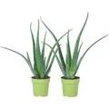 Value Greens 2er-Set Aloe Vera  Luftreinigende & Dekorative Sukkulente  Topf-Ø 12 cm  ca. 35 cm Hoch