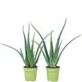 2er-Set Aloe vera – luftreinigend, Topf-Ø 12cm, ca. 35 cm hoch
