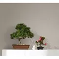 Marburg Vliestapete, matt, unifarben, (1 St), moderne Tapete für Wohnzimmer Schlafzimmer Küche beige|grau