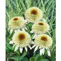Echinacea Purpurea Scheinsonnenhut Milkshake R Ca 11x11 cm Topf