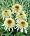 Echinacea purpurea 'Milkshake', Sonnenhut, cremeweiß, ca. 11x11 cm Topf