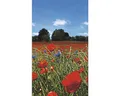 Fototapete Vlies 47273 Smart Art Easy Mohnfeld 3-tlg. 159 x 270 cm