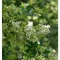 Ovalblättrige Liguster 100-125cm - Ligustrum ovalifolium