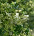 Ovalblättrige Liguster 100-125cm - Ligustrum ovalifolium