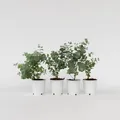 Plant in a Box - Eukalyptus - 6 Stk - Eucalyptus 'Pulverulenta' - Höhe 25-40cm - Topf 12cm