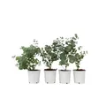 Plant in a Box - Eucalyptus Pulverulenta 'Baby blau' - 6er Set - Eukalyptus - Topf 12cm - Höhe 25-40cm