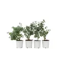 Eukalyptus - 6 Stk - Eucalyptus 'Pulverulenta' - Höhe 25-40cm - ⌀12cm