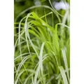Calamagrostis Brachytricha Diamantgras 3-5 Liter Container