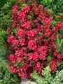 Rhododendron obtusum 'Muttertag', Azalee, leuchtend rot, 40–50 cm