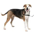 PetSafe Easy Walk-Geschirr, Anti-Zieh-Hundegeschirr, Verringert Würgen und Husten, Mit 1,8 M Leine, Größe XL, Schwarz