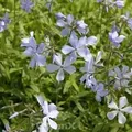 Niedrige Flammenblume - Phlox divaricata