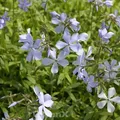 Niedrige Flammenblume - Phlox divaricata