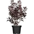 Cotinus Coggygria Royal Purple Perückenstrauch Purpurrot 40–60 cm