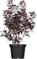 Cotinus coggygria 'Royal Purple' 40-60 cm – Winterhart, Mehrjährig, Pflegeleicht – Perückenstrauch – Zierstrauch für Garten & Beet