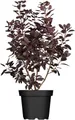 Pflanzen für Dich Gehölze Cotinus coggygria Royal Purple, 1 St., Perückenstrauch, Rauchbusch