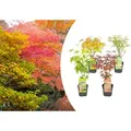 Bloomique - Mischung aus 4 Japanischen Ahornbäumen - Winterharte Pflanzen - Gartenpflanzen Winterhart - Höhe 20-30 cm - Topf 10,5 cm - Grün
