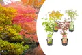 Bloomique - Mischung aus 4 Japanischen Ahornbäumen - Winterharte Pflanzen - Gartenpflanzen Winterhart - Höhe 20-30 cm - Topf 10,5 cm