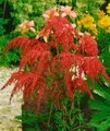 Pflanzen für Dich Staude Astilbe thun. Rote Straußenfeder, 1 St., Astilbe, Prachtspiere