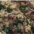 Große Fetthenne Hab Grey - Sedum telephium