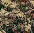 Große Fetthenne Hab Grey - Sedum telephium - lebende Gartenpflanze aus den Baumschulen