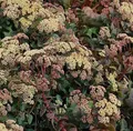 Große Fetthenne Hab Grey - Sedum telephium