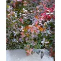 Euonymus Fortunei Coloratus Kriechspindel Ca. 9x9 cm Topf