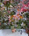 Pflanzen für Dich Bodendecker Euonymus fortunei Coloratus, 1 St., Kriechspindel, Kriechende Spindel, Immergrüne Kriechspindel, purpurlaub, bodendecker