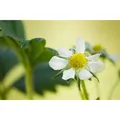 Fragaria X Ananassa Elan Erdbeere Rot 2-3 Liter Container