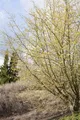 Pflanzen für Dich Gehölze Cornus mas, 1 St., Kornelkirsche, Gelber Hartriegel
