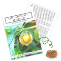 Physalis Samen (Physalis peruviana) - Exotische Kapstachelbeere / Andenbeere