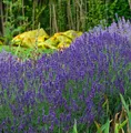 Echter Lavendel Hidcote Blue - großer Topf - Lavandula angustifolia