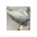 Stk - 5x Kürbis Hubbard Large Blue Gemüse Pflanzen - Samen KS583 - Seeds & Plants Shop by Ipsa