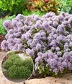 BALDUR Garten 2x Winterharter Oregano, Pflanzen im 9x9 cm-Topf, zarte, duftende Blütenwolken, aromatisches Würzkraut & Bodendecker, bienenfreundlich & pflegeleicht, winterhart, mehrjährig